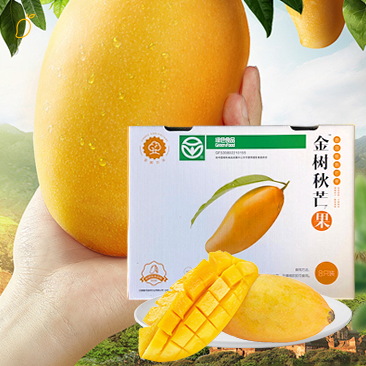 金树蜜芒 AA 级中大果 中秋礼品 产地直销